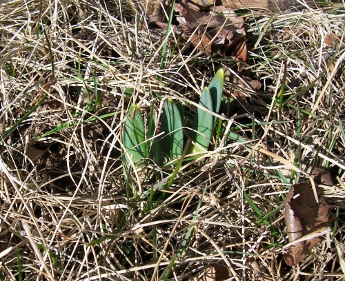 Daffodils, weeks late, finally poking up through the grass!  YAY!