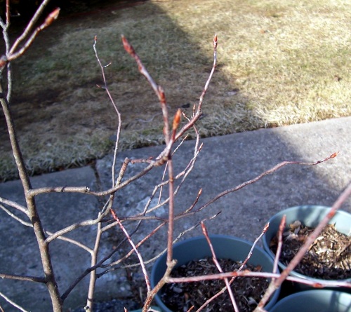 Buds on my small Amelanchier Laevis.